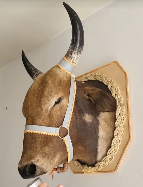 Porta Bebidas Cabeça De Boi Empalhada